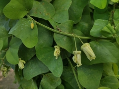 Passiflora yucatanensis