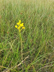 Eulophia odontoglossa