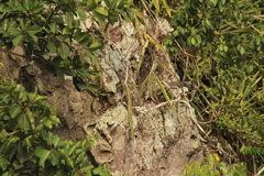 Iguana iguana melanoderma