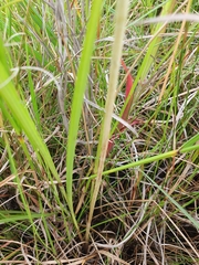 Eulophia odontoglossa