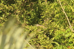 Iguana iguana melanoderma
