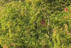 Patagioenas squamosa