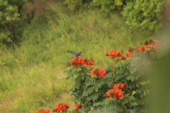 Patagioenas squamosa