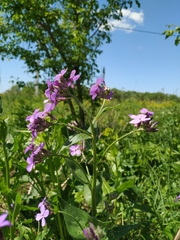 Hesperis pycnotricha