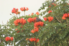 Patagioenas squamosa