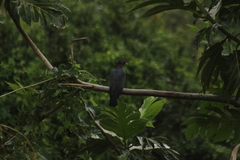 Patagioenas squamosa