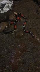 Micrurus lemniscatus