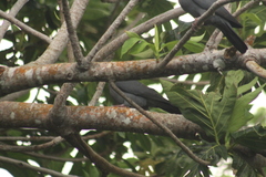 Patagioenas squamosa