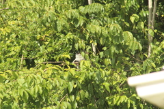 Iguana iguana melanoderma