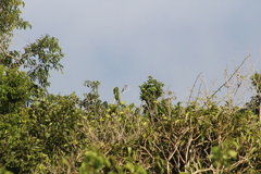 Tyrannus dominicensis