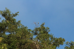 Tyrannus dominicensis