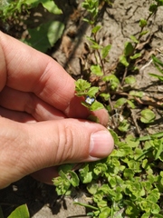 Veronica opaca