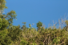 Tyrannus dominicensis