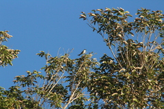Tyrannus dominicensis