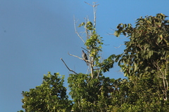 Patagioenas squamosa