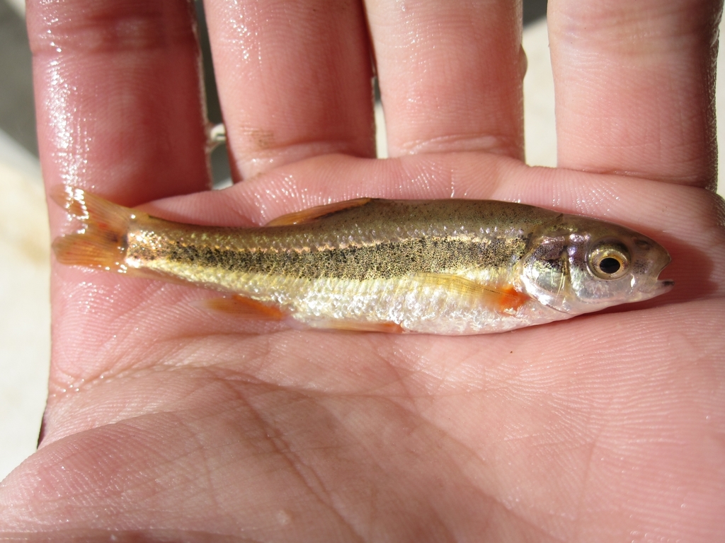 Levantine Spring Minnow