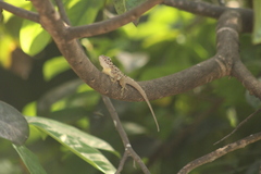 Anolis sabanus