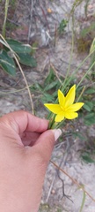 Bobartia longicyma
