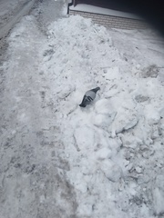 Columba livia domestica