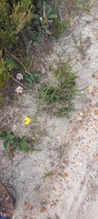 Bobartia longicyma