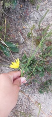Bobartia longicyma