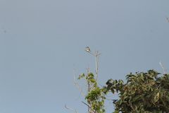 Tyrannus dominicensis