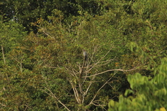 Patagioenas squamosa