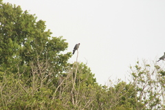 Patagioenas squamosa