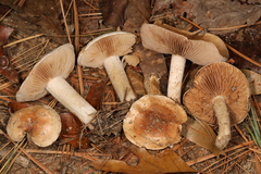 Hebeloma albidulum