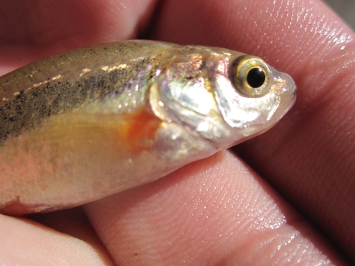 Zeregi minnow (Pseudophoxinus zeregi) — Cyprinidae — 2