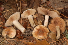 Hebeloma albidulum