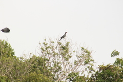 Patagioenas squamosa