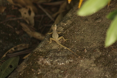 Anolis sabanus