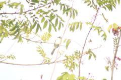 Tyrannus dominicensis