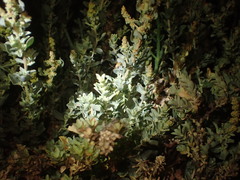 Atriplex glauca