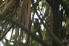 Cinclocerthia ruficauda