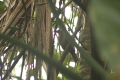 Cinclocerthia ruficauda