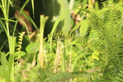Heliconius charithonia