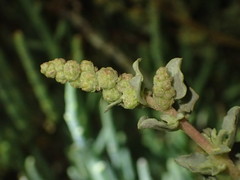 Atriplex glauca