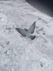 Columba livia domestica