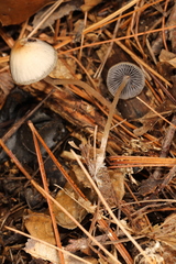 Psathyrella amarescens
