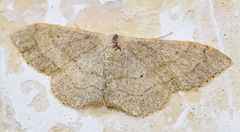 Idaea aversata