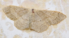 Idaea aversata
