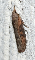 Lamoria anella