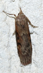 Lamoria anella