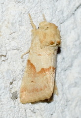 Mycteroplus puniceago