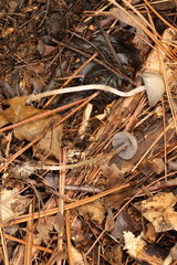 Psathyrella amarescens