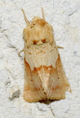 Mycteroplus puniceago