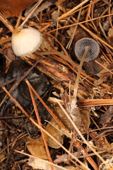 Psathyrella amarescens