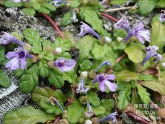 Ajuga pygmaea